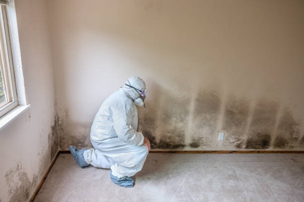 Best Attic Mold Removal  in Sky Lake, FL